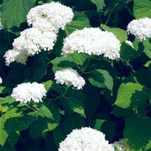 吃雪白的扔子小说
